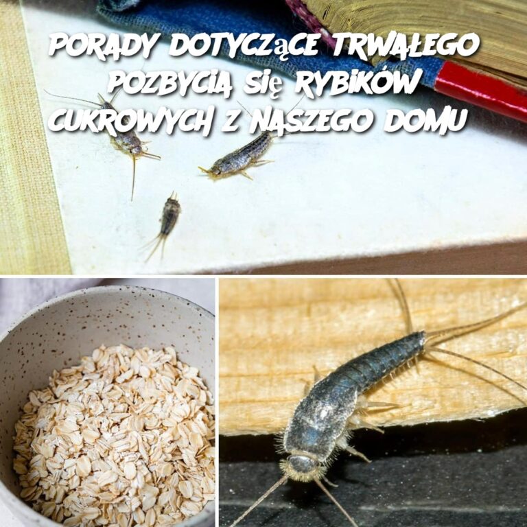Consigli per eliminare definitivamente i pesciolini d’argento dalla tua casa