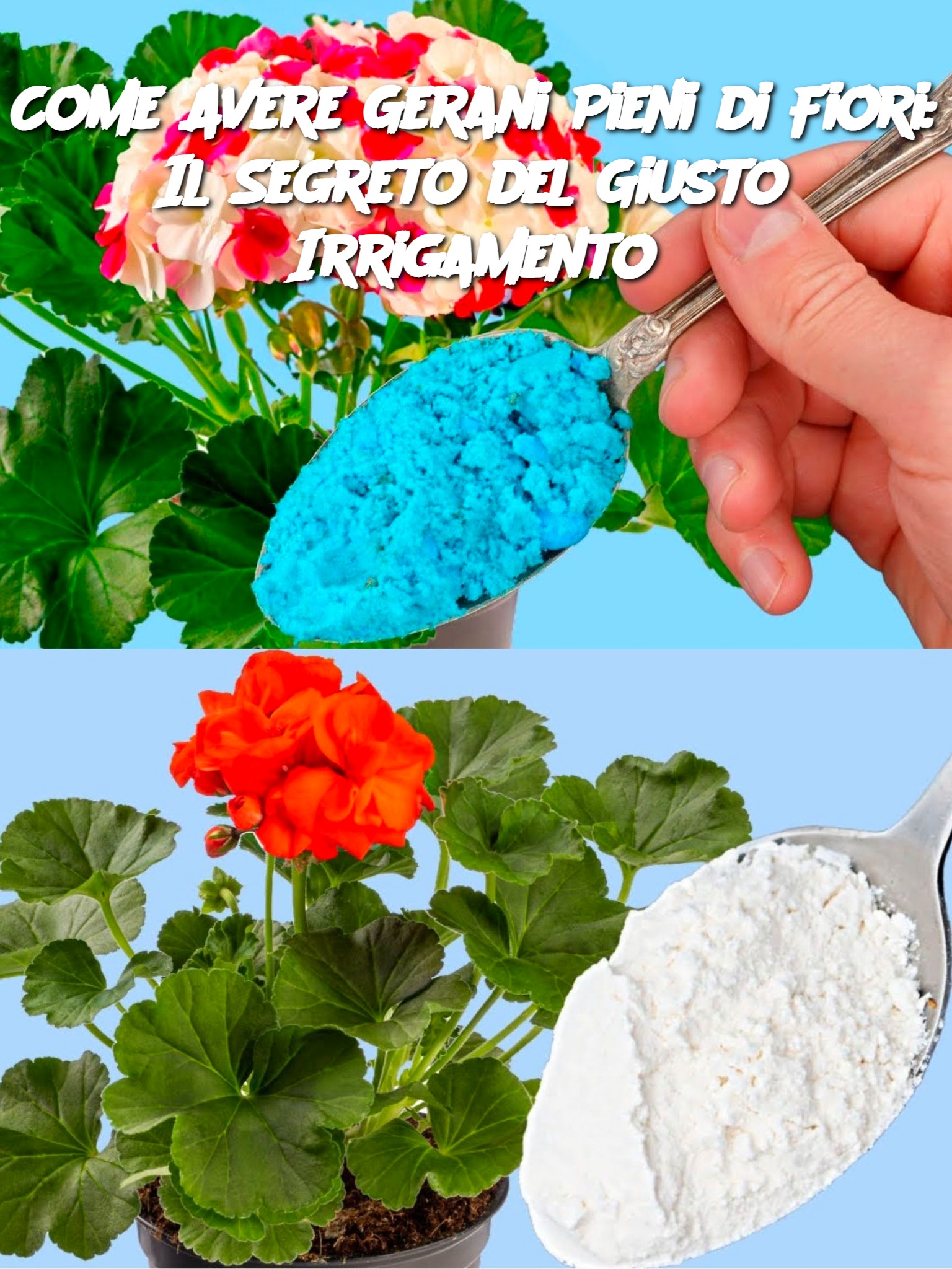 Come Avere Gerani Pieni di Fiori: Il Segreto del Giusto Irrigamento