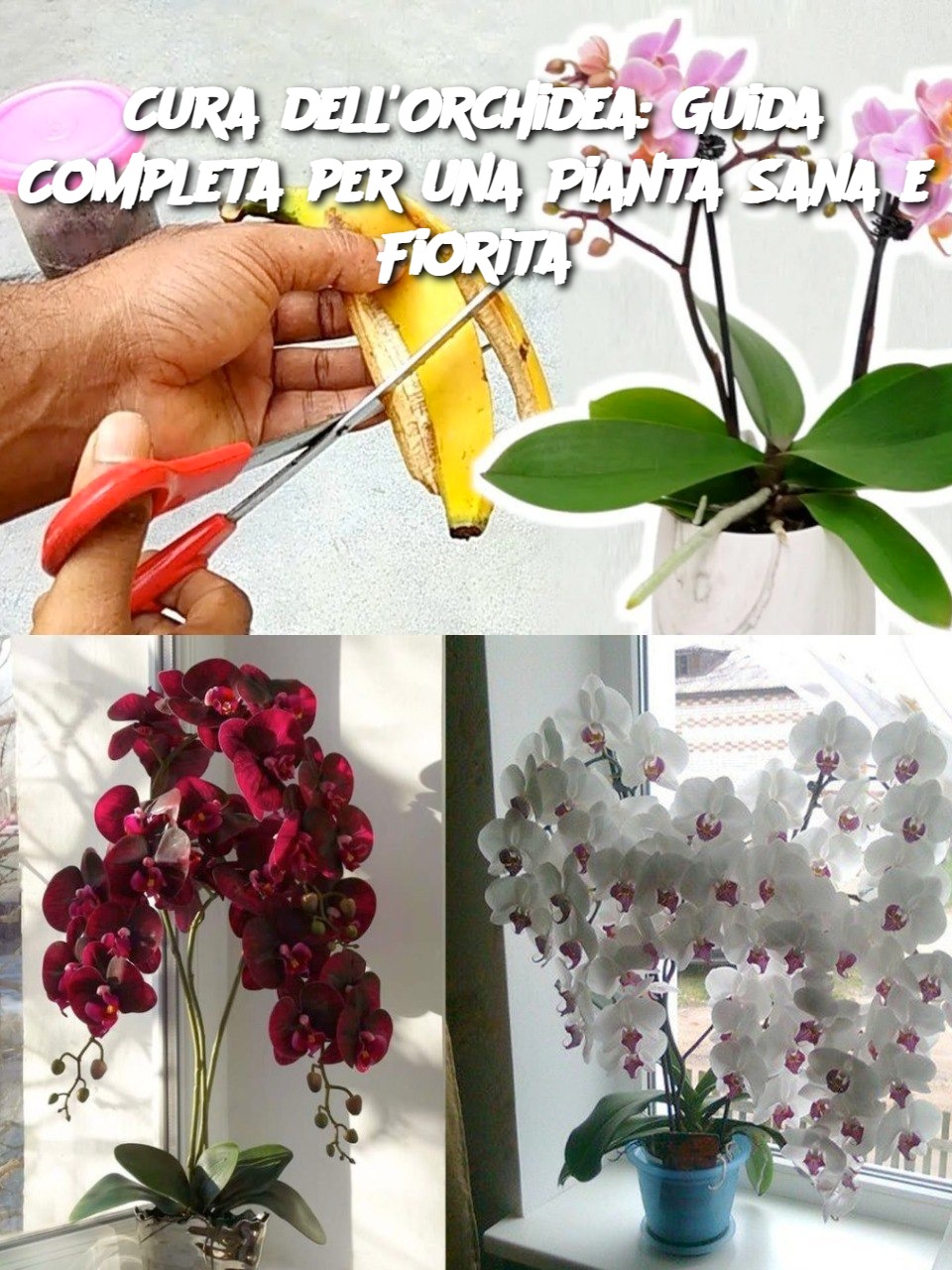 Cura dell'Orchidea: Guida Completa per una Pianta Sana e Fiorita
